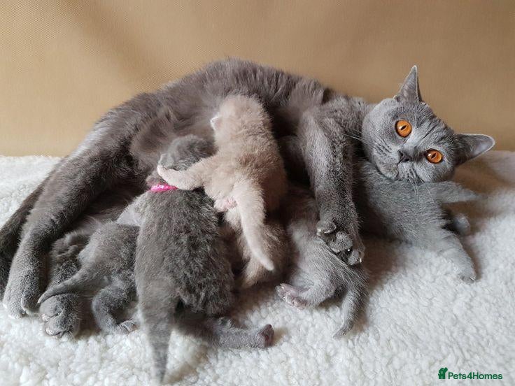 British Shorthair cats Four Little  Beautiful British Shorthair Kittens - Advert 1