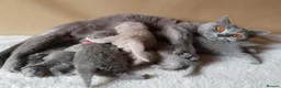 British Shorthair cats for sale: Four Little  Beautiful British Shorthair Kittens in London - Advert 1