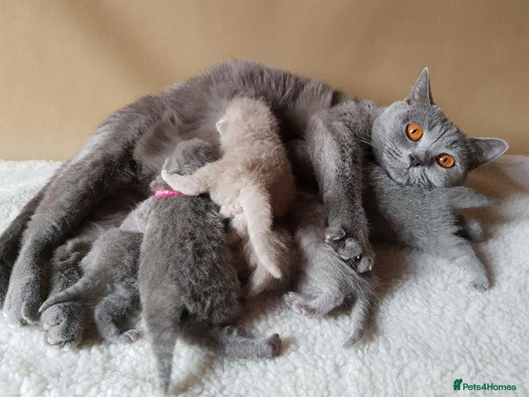 British Shorthair cats for sale: Four Little  Beautiful British Shorthair Kittens in London - Advert 1
