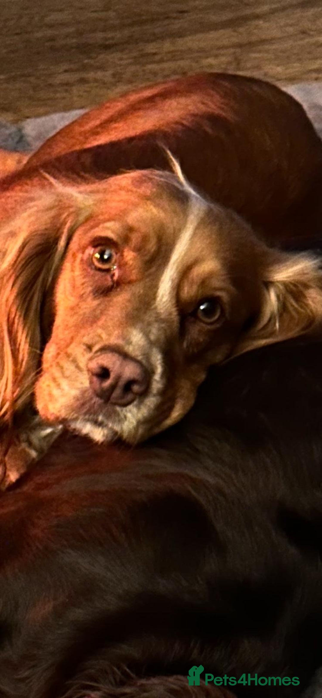 Cocker Spaniel dogs for sale: Beautiful litter of KC working cocker spaniels - Image 15