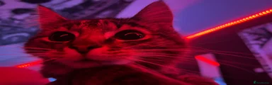 Maine Coon 1