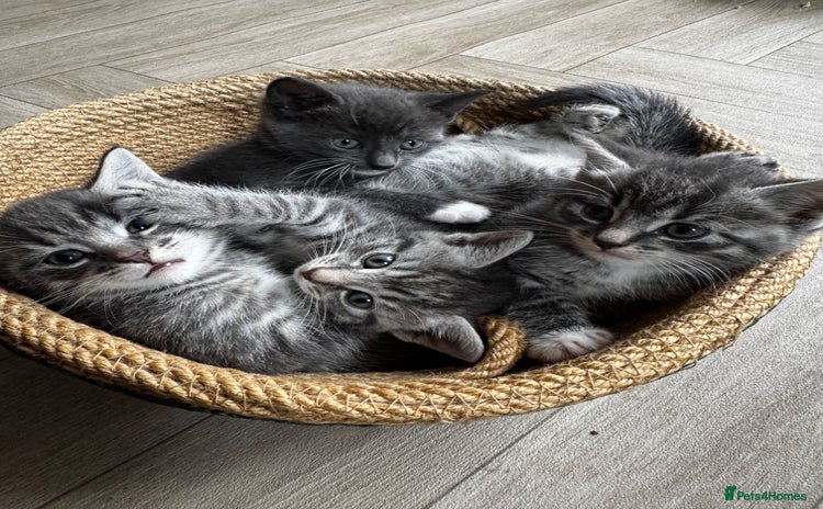 Mixed Breed cats - Advert 1