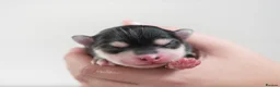Pomsky dogs for sale: F4 Pomsky females from health tested parents - Advert 9