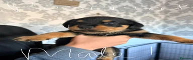 Rottweiler 1