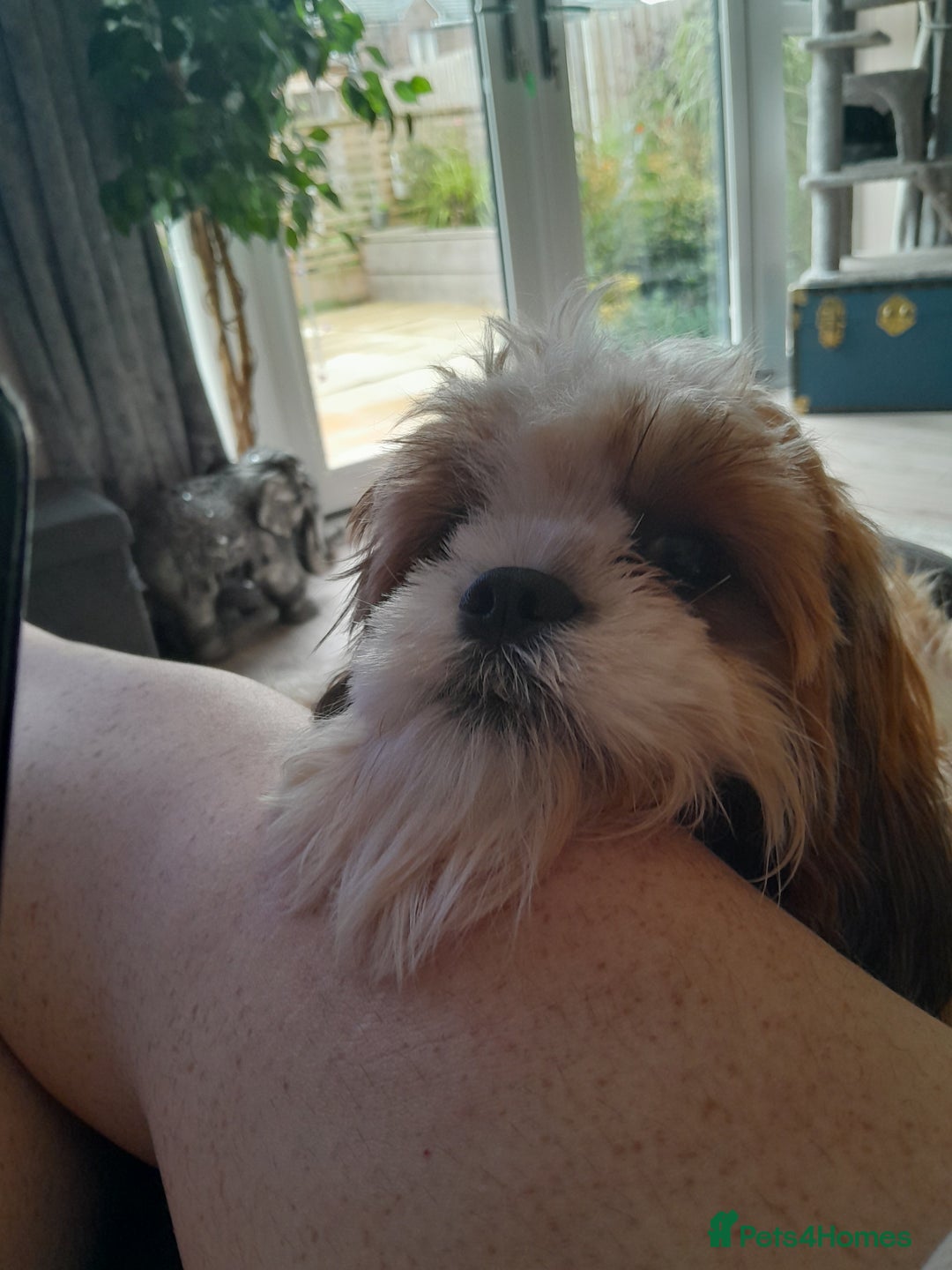 Cava Tzu dogs for sale: Cav tzu 7 month old pup - Image 3