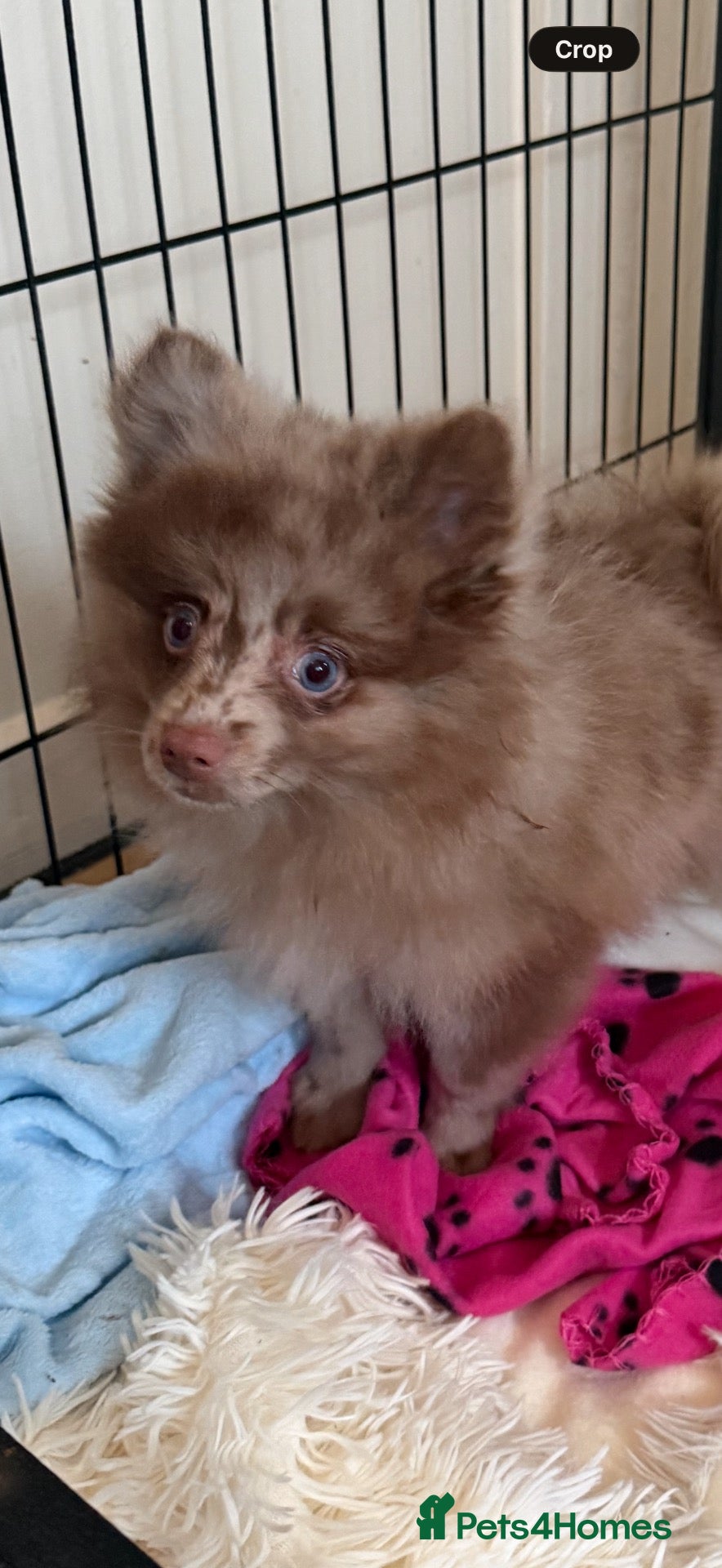 Pomeranian dogs Beautiful Pomeranian Merle boy ready now!! - Advert 1