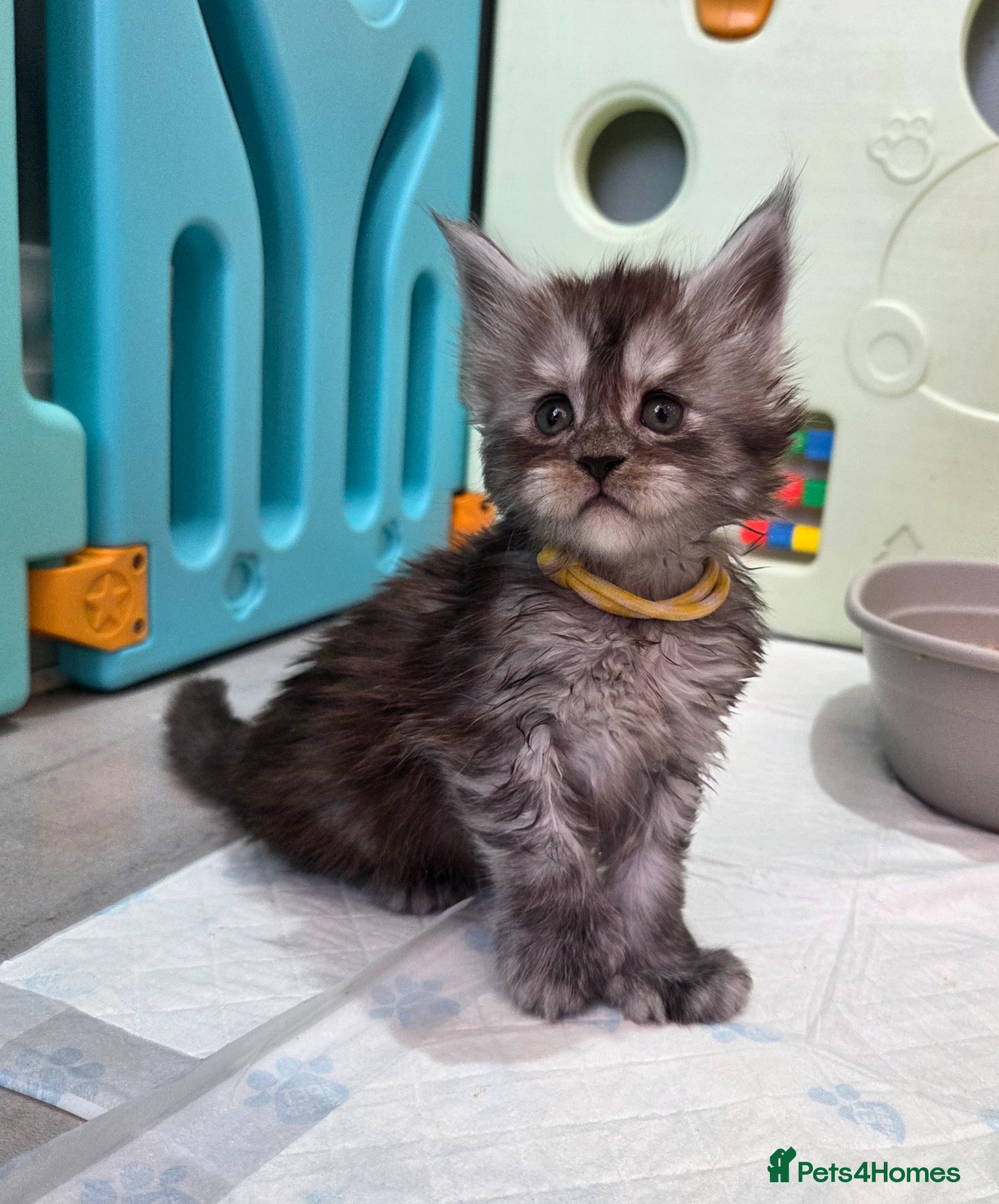 Maine Coon cats Imported champion line kittens - Advert 1