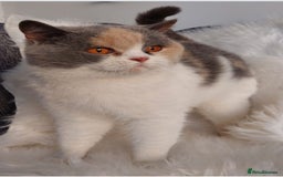 British Shorthair cats for sale: Beautiful TICA Blue Tortie and white female  - Image 1