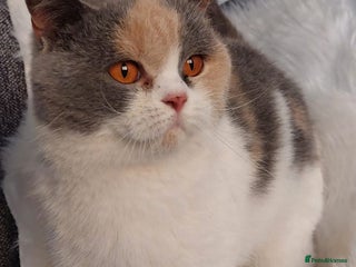 British Shorthair cats - Advert 27