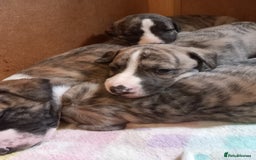 Whippet dogs for sale: Top Class Whippet Puppies bred from Champions - Image 9