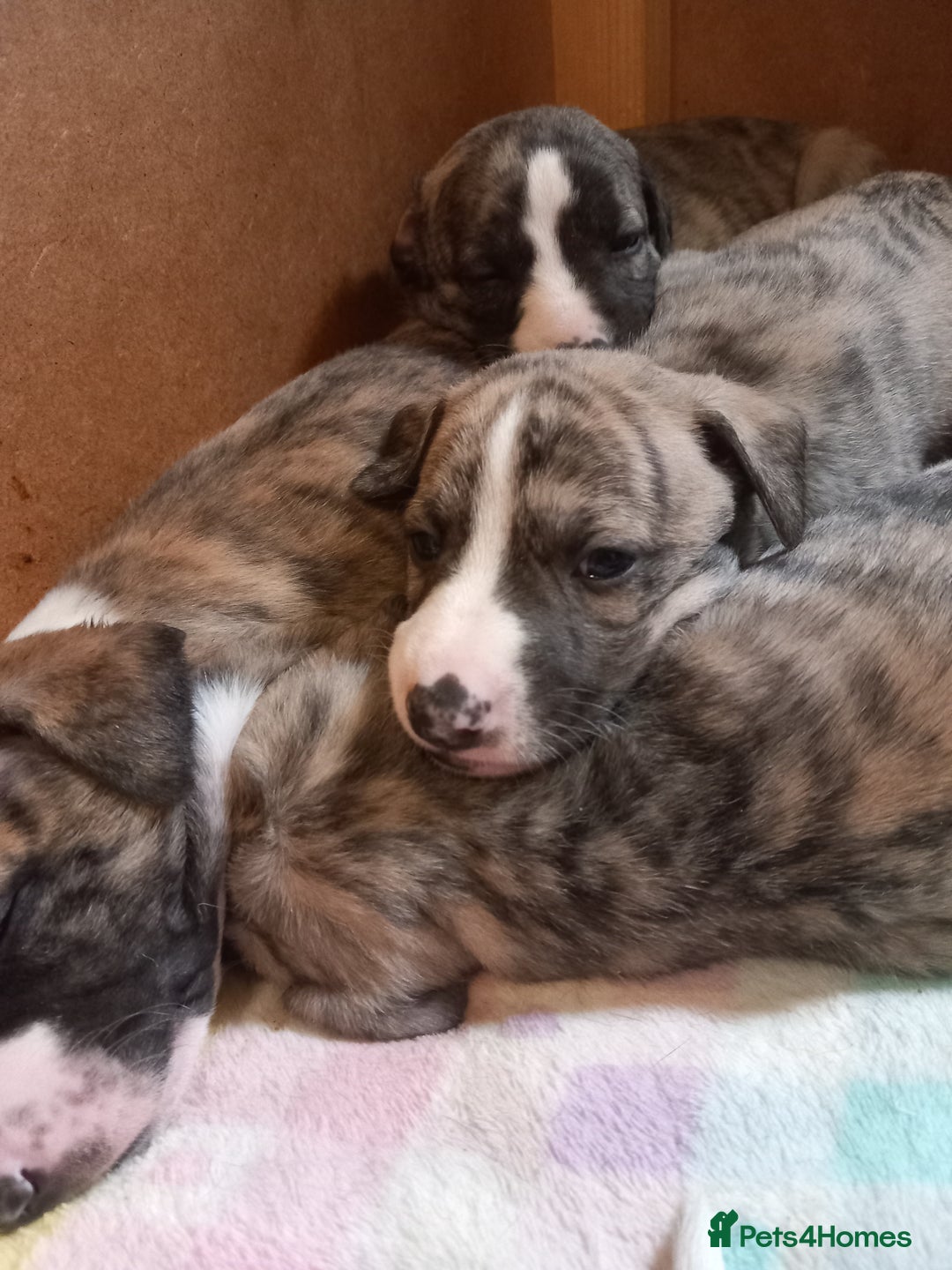 Whippet dogs for sale: Top Class Whippet Puppies bred from Champions - Image 9