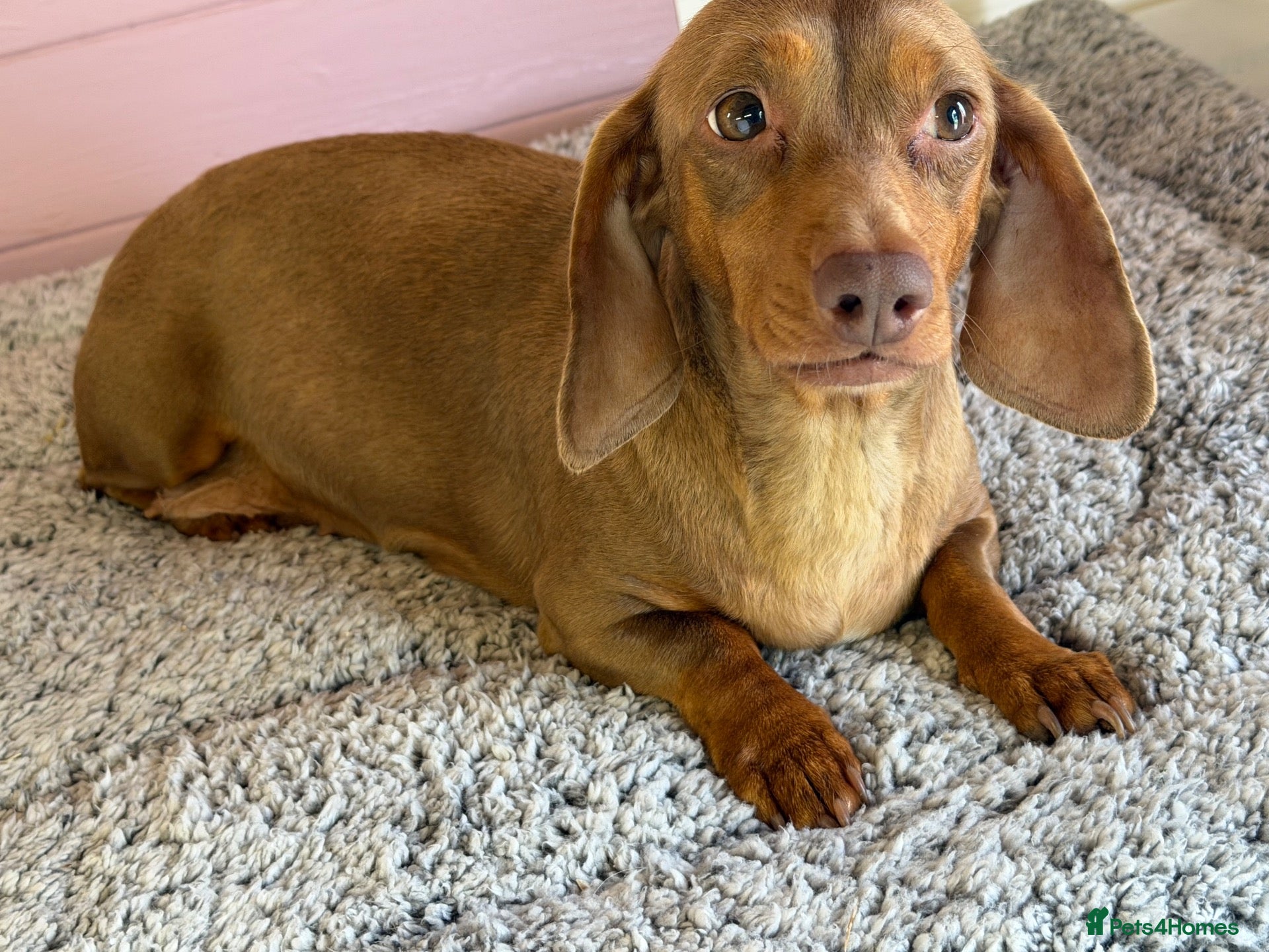 Dachshund dogs 4 year old Heidi  - Advert 7