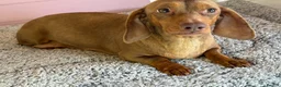 Dachshund dogs for sale: 4 year old Heidi  - Advert 1