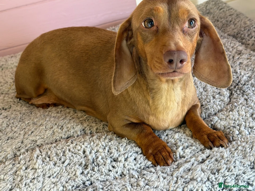 Dachshund dogs for sale: 4 year old Heidi  - Advert 1