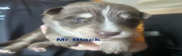 German Shepherd dogs for sale: Straight-Back German Shepherd Puppies  - Advert 6