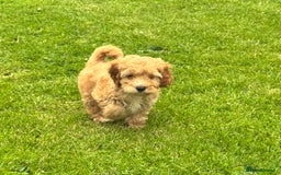 Cockapoo dogs for sale: TOY COCKAPOO PUPPIES  - Image 8