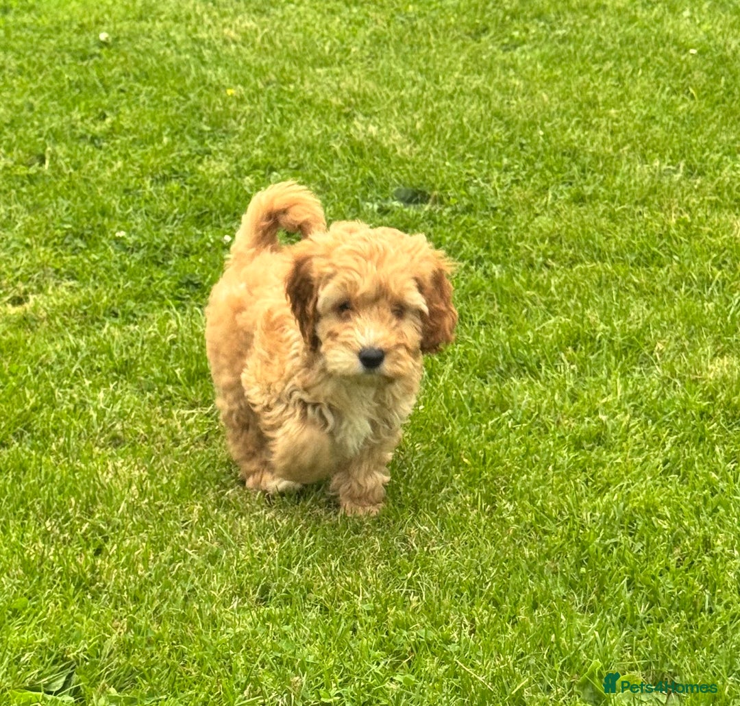 Cockapoo dogs for sale: TOY COCKAPOO PUPPIES  - Image 8