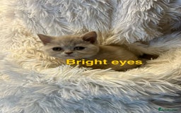 British Shorthair cats for sale: Beautiful chocolate&lilac Kittens awaiting homes - Image 5