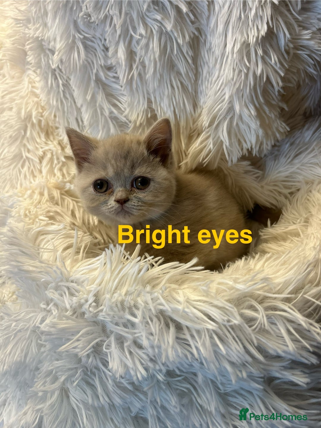 British Shorthair cats for sale: Beautiful chocolate&lilac Kittens awaiting homes - Image 5