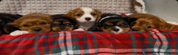 Cavalier King Charles Spaniel dogs for sale: STUNNING CAVALIER KING CHARLES PUPPIES  - Advert 19