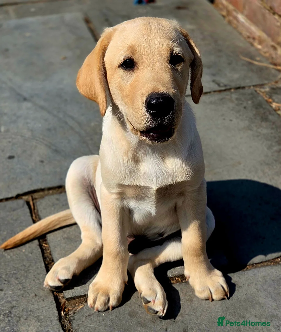 Labrador Retriever dogs for sale: 10 and a half week old Labrador puppy in Salisbury - Advert 7