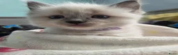 Ragdoll cats for sale: 4 lovely boys🤍💙💜❤️Ragdoll  - Advert 5