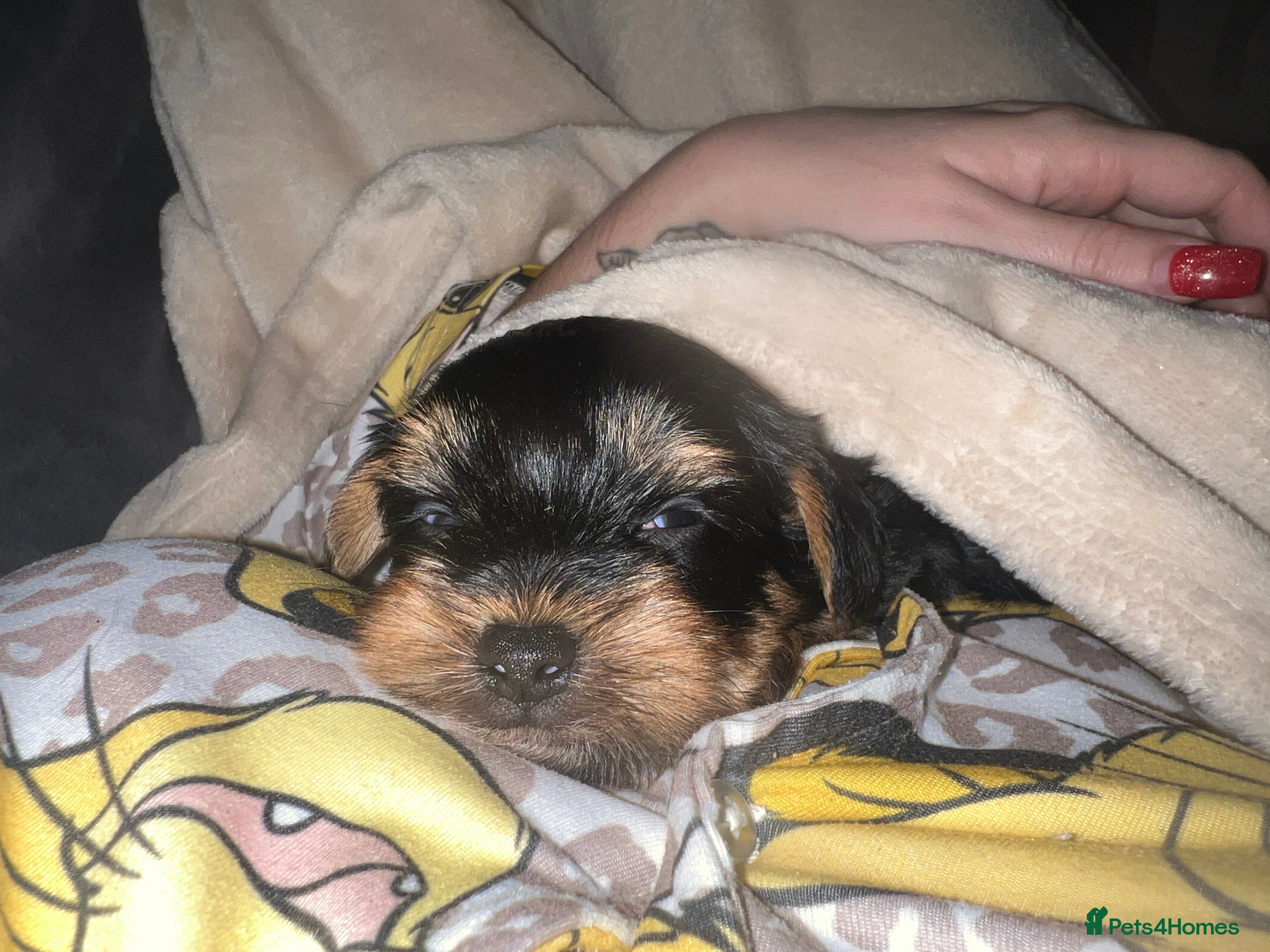 Yorkshire Terrier dogs 🌸 Stunning Yorkshire terrier puppies available 🌸 - Advert 1