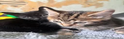 Mixed Breed cats for sale: 3 kittens  - Advert 7