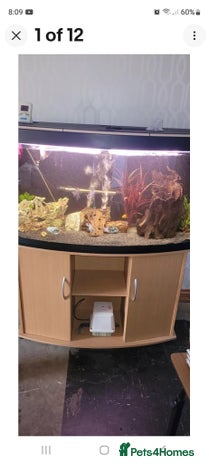 Other/Mixed Breed fish in Walsall - Advert 19