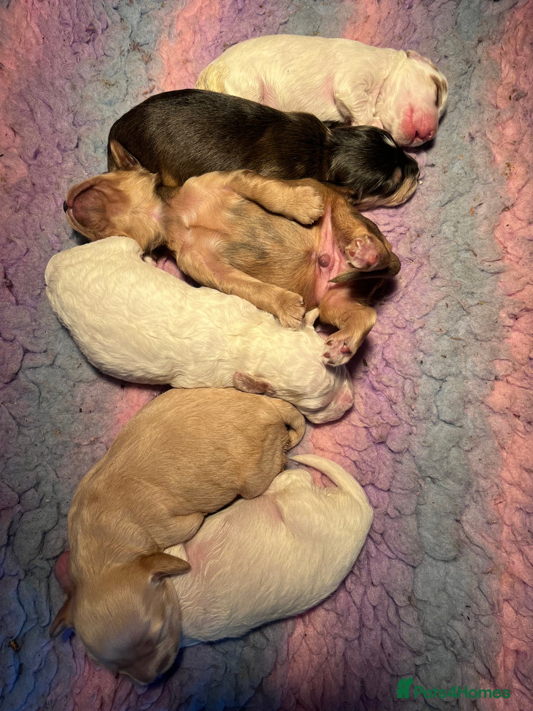 Australian Labradoodle dogs for sale: Gorgeous Australian Labradoodle Puppies  - Advert 31