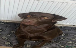 Labrador Retriever dogs for sale: Lovely male chocolate lab - Advert 3
