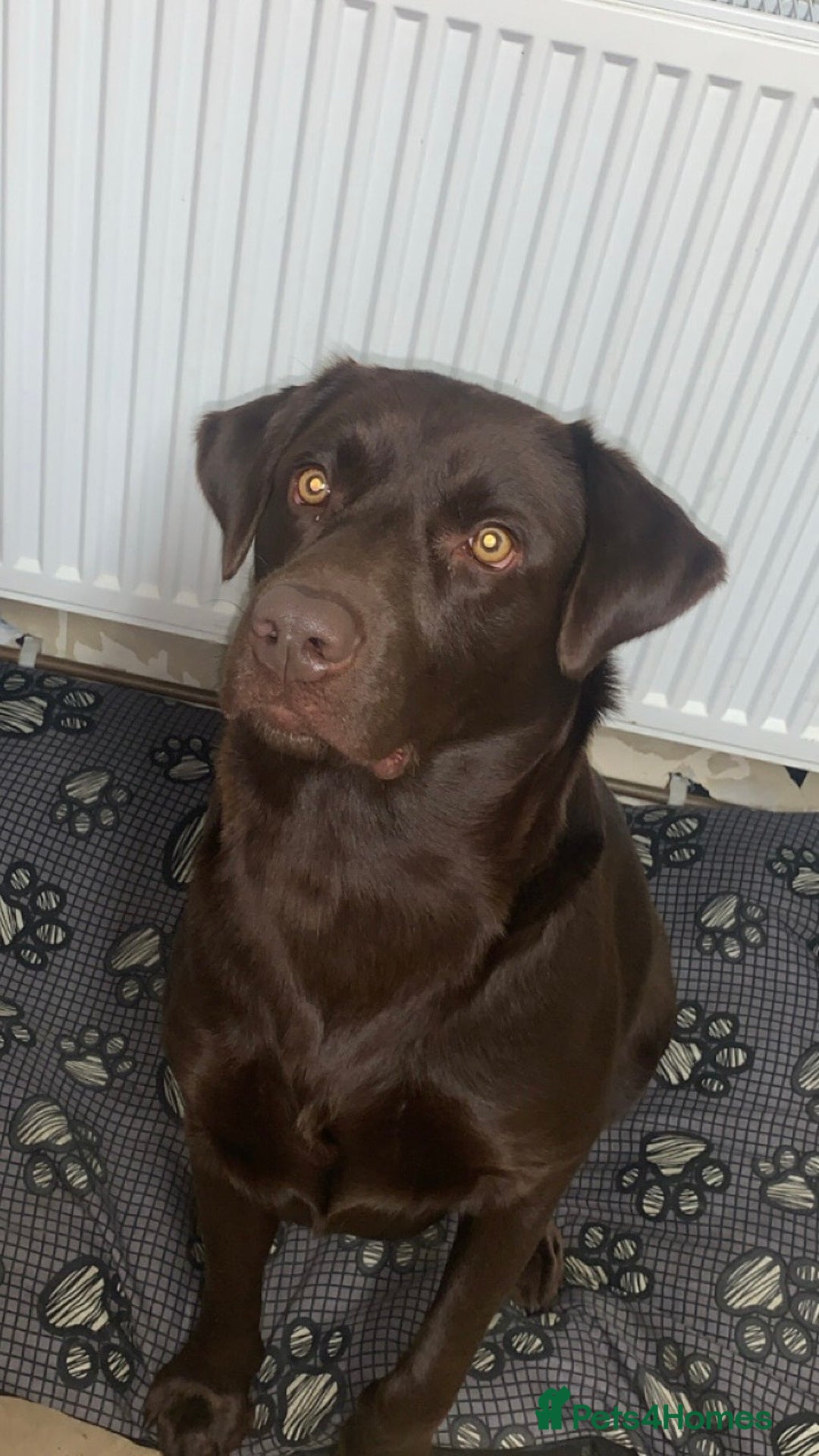 Labrador Retriever dogs for sale: Lovely male chocolate lab - Advert 3