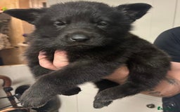 German Shepherd dogs for sale: Stunning German shepherd pups  - Image 7