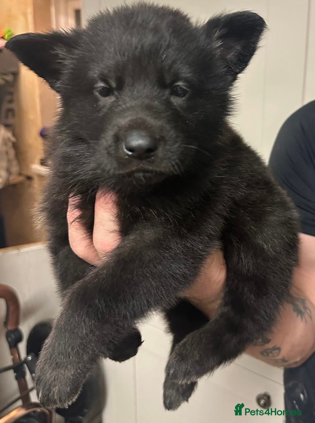 German Shepherd dogs for sale: Stunning German shepherd pups  - Image 7