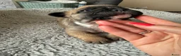 French Bulldog dogs for sale: TOP QUALITY KC REG FRENCH BULLDOG PUPPIES(HEALTHT) - Advert 33