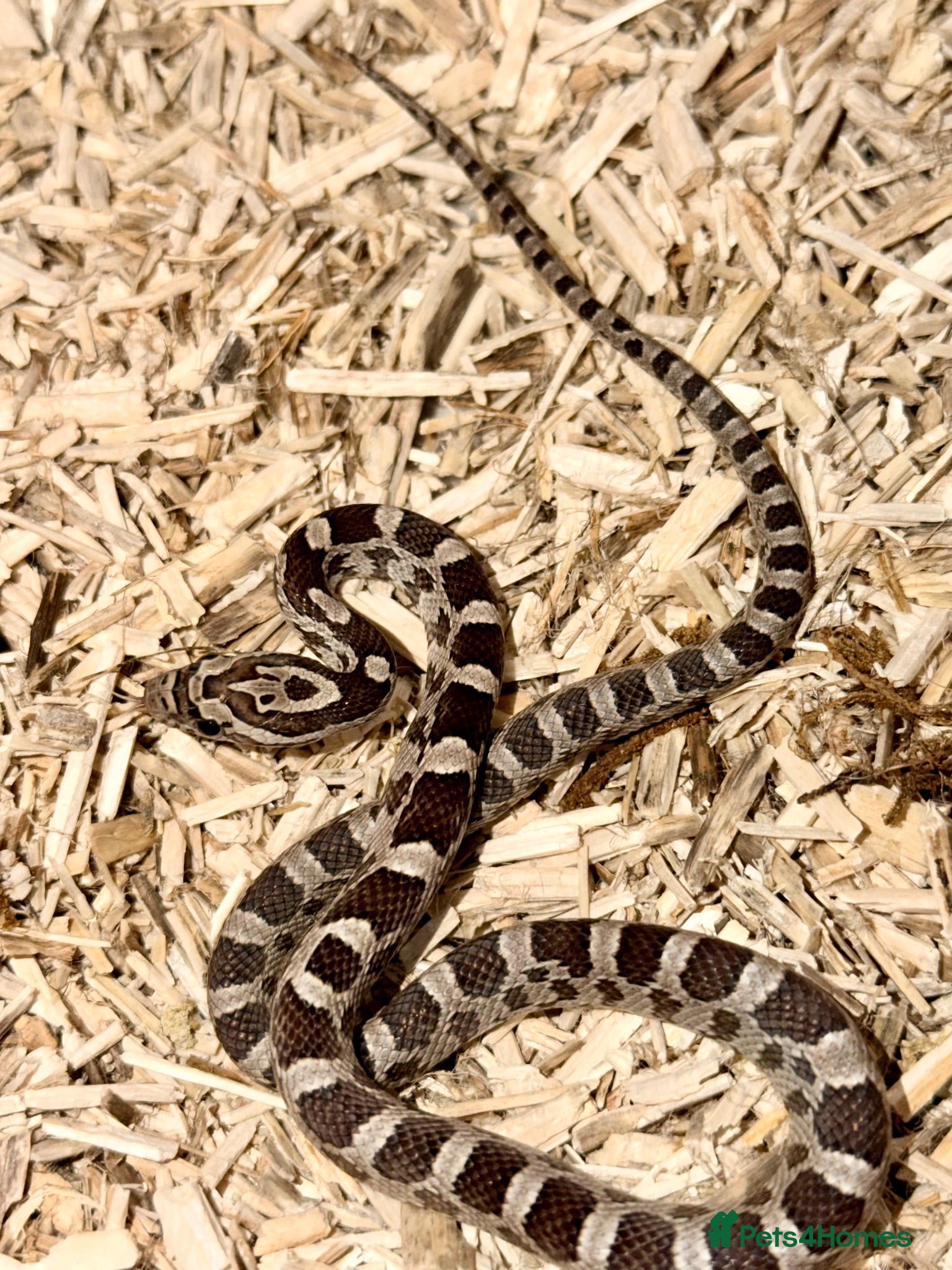 Corn Snake reptiles Baby Anery cornsnakes  - Advert 17
