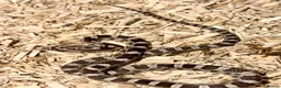 Corn Snake reptiles for sale: Baby Anery cornsnakes  - Advert 1