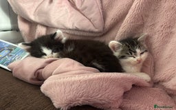 British Shorthair cats for sale: Adorable Kittens Looking for a Loving Home - Image 5