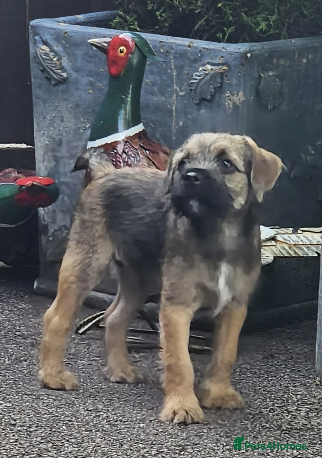 Border Terrier dogs for sale: 10 wk old Border Terrier Dog Puppy  - Advert 1