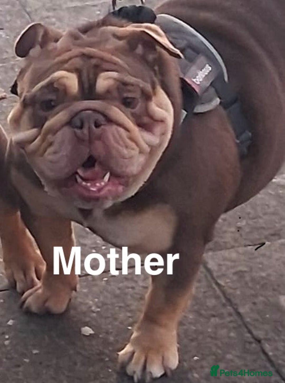 English Bulldog dogs for sale: TOP CLASS  English Bull Dog puppies  - Advert 2