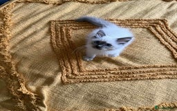Ragdoll cats for sale:  Charming and fluffy Female Ragdoll Kittens - Image 4