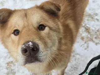 Korean Jindo dogs Pumpkin 2 year Jindo Korean meat trade Survivor - Advert 3