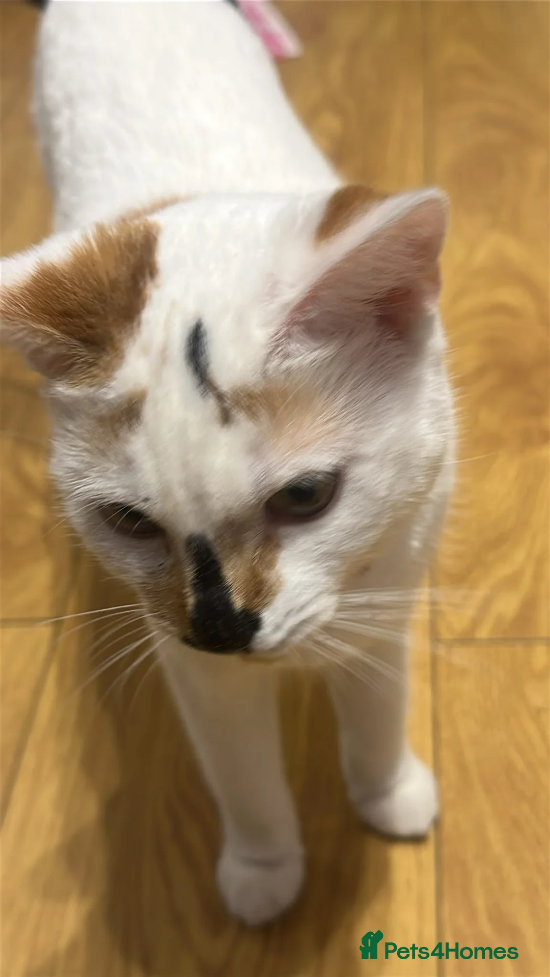 Mixed Breed cats for sale: Beautiful 6-Month-Old Female Kitten – Pamuk 🤍🐾 in Enfield - Advert 2