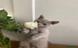 British Shorthair cats for sale: 🐾 TOP QUALLITY LILAC BSH reg GCCF purebred 🐾 - Image 22