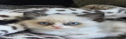 Ragdoll cats for sale: Beautiful ragdoll boy - Advert 6
