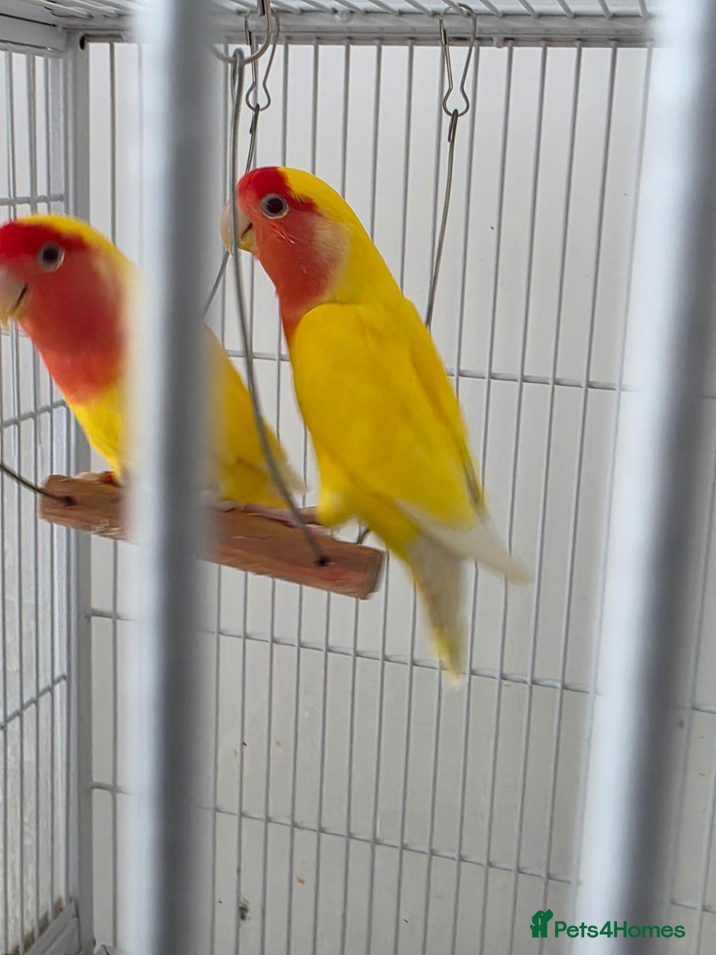 Lovebirds birds Lovebird Breeding Setup - Chicks, Eggs & Cages - Advert 2