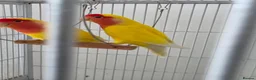 Lovebirds birds for sale: Lovebird Breeding Setup - Chicks, Eggs & Cages - Advert 2
