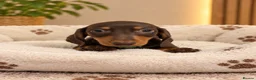 Miniature Dachshund dogs for sale: Miniature Dachshund Puppies  - Advert 8