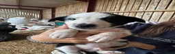 Border Collie dogs for sale: cute border collie pups - Advert 13