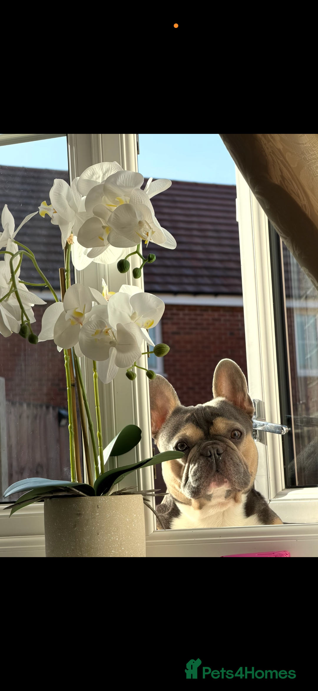 French Bulldog dogs for sale: French bulldog puppys - Advert 12